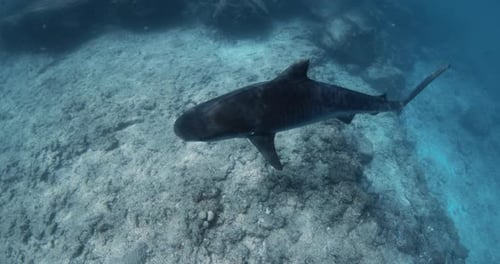 Tiger Shark Swims Alone in Blue Transparent Ocean Shark Diving in Maldives