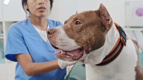 Veterinarian Working with Dog in Veterinary Clinic