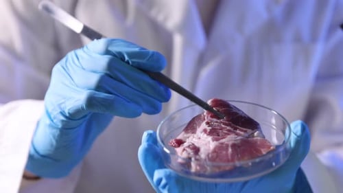 Lab Worker Examines Meat Sample with Scientific Tools