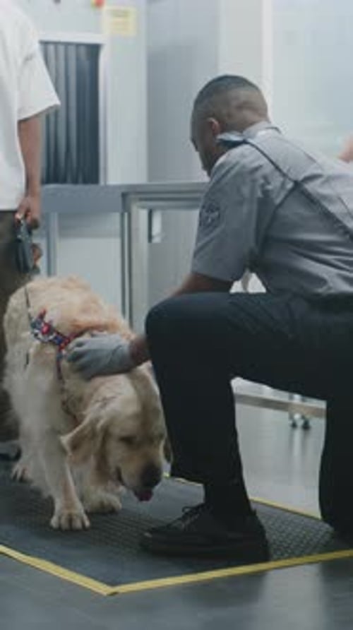 Airport Terminal TSA Officer Scanning Golden Retriever Dog Using Metal Detector