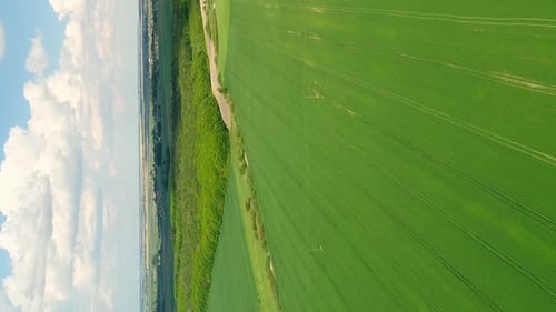Vertical Video Flight Over Spring Green Fields with Wheat