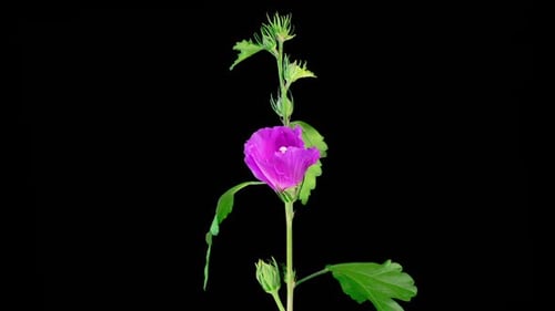 Time Lapse of Purple Flower Blooming on Black