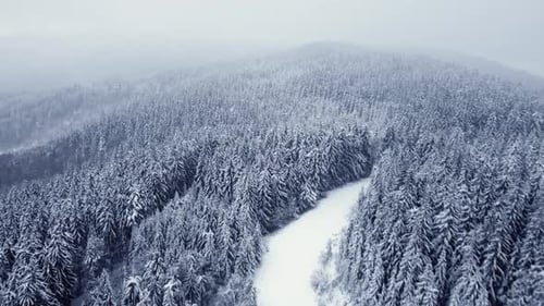 Winter Spruce Forest White Trees