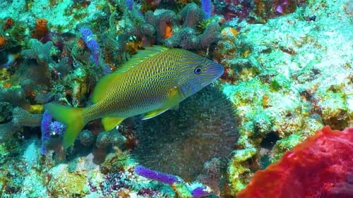 Submerged Splendor: Immersed in the Brilliance of Sea Fish in Clear Water 4k