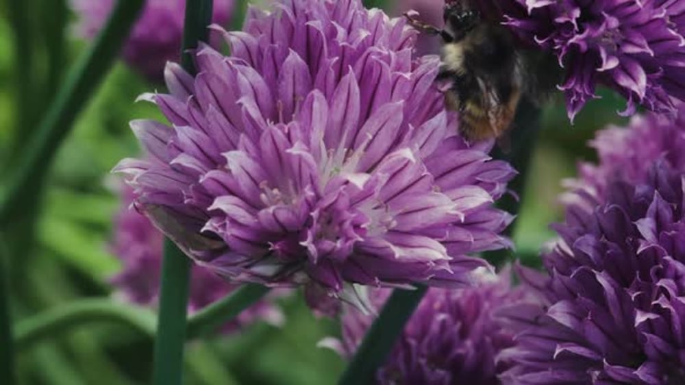 A Bee And Chive Flowers Of Pollination. Close-up, Shot, Nature Stock ...