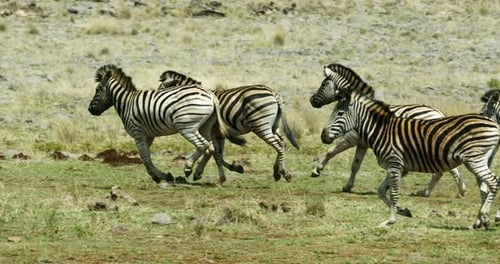 Herd of zebras running playfully in the wild