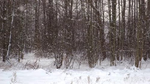 Heavy Snowfall at Forest Beautiful Winter Landscape of Snow and Blurred Trees Background Gently