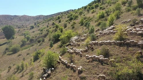 Vue aérienne d'un troupeau de moutons sur le versant de la montagne 2