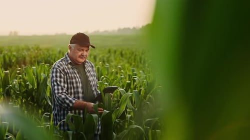 Aged Farmer Checking Young Corn Plants On Agricultural Field In Summer Holding Electronic Tablet