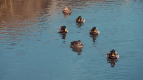 Mallard ducks swimming in the lake