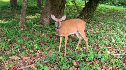 Beautiful young white tailed deer fawn grazes, stands curious in shaded meadow