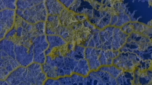 A quivering gelatinous slime mold (Physarum polycephalum) grows across a vivid blue background.