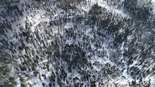schneebedeckter Wald, im Winter von oben gesehen, mit vereinzelten Bäumen und frostigem Gelände