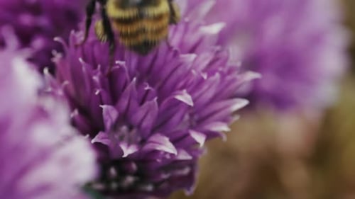Fuzzy Bumble Bee on Purple Flower in Spring