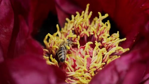 Fantastische Aufnahmen von Bienen, die Pollen aus der rosa Pfingstrosenblüte sammeln, Makroansicht