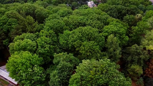 Wind waving the tops of green trees. Inhabited area full of private cottages at backdrop.