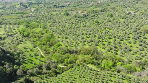 Expanse Of Olive Groves Trees For Production Of Virgin Olive Oil Calabria Italy
