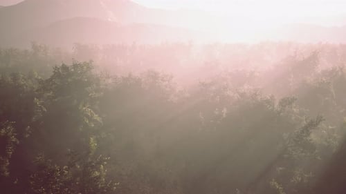 Sunlight Rays Through Misty Forest Landscape