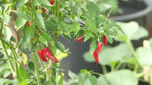 Red Peppers on the plant in the garden.