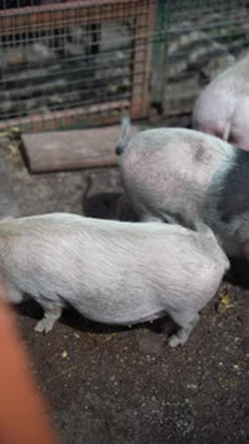 Potbellied Pigs in a Pen at a Farm Showcasing an Agricultural Scene with Domestic Animals