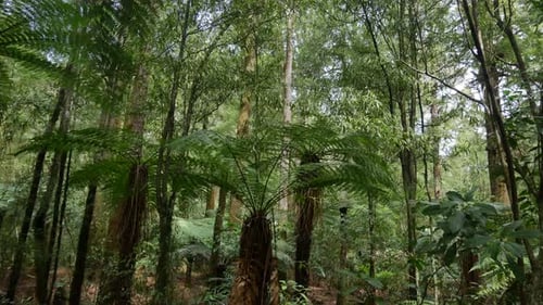 Beautiful Forest Tree Scenery in Lush Jungles of New Zealand, Low Angle