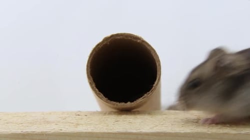 Funny Gray Hamsters Run on a Wooden Board on a White Background Two Curious Mice