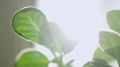 Close Up of Sunlight Shining Through Fresh Green Plant Leaves