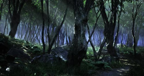 Mysterious Forest with Dense Trees and Vibrant Light Filtering Through Foliage