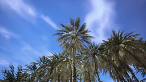 Looking Up at Palm Trees at Surfers Paradise