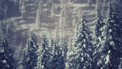 Winter Forest Pine Trees with Falling Snow Loop