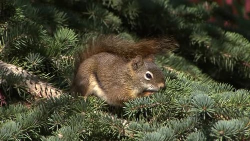Cute Squirrel in a pine tree looking at the camera.
