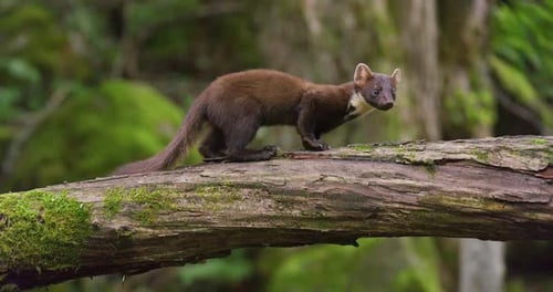 Marte des pins d'Europe mangeant sur un arbre renversé dans les bois