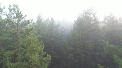 Thick Fog In The Forest