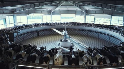 Carrousel de traite moderne pour fermes laitières
