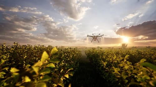 Agricultural Drones Spraying Pesticides Over A Field At Sunset