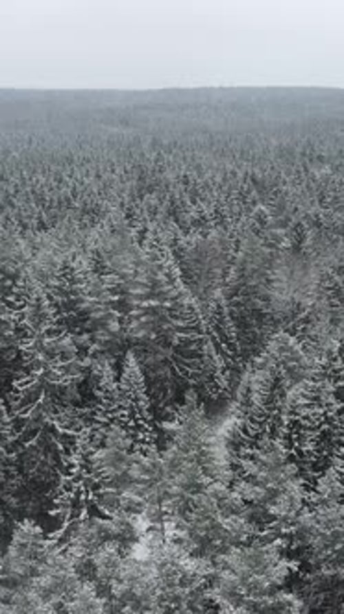 Aerial View of a Snowy Winter Forest