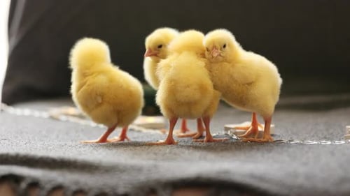 Four Fluffy Yellow Chicks Standing Together Indoors