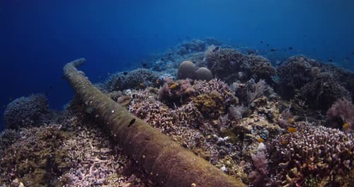 Ocean Scenery with Colorful Corals and School of Fish Underwater on Depth in Tropical Blue Sea in