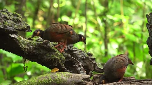 Rufous-fronted Antthrush Birds Foraging in Rainforest