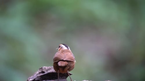 un oiseau bableur à tête noire de Java marche sur du bois sec, puis mange des termites