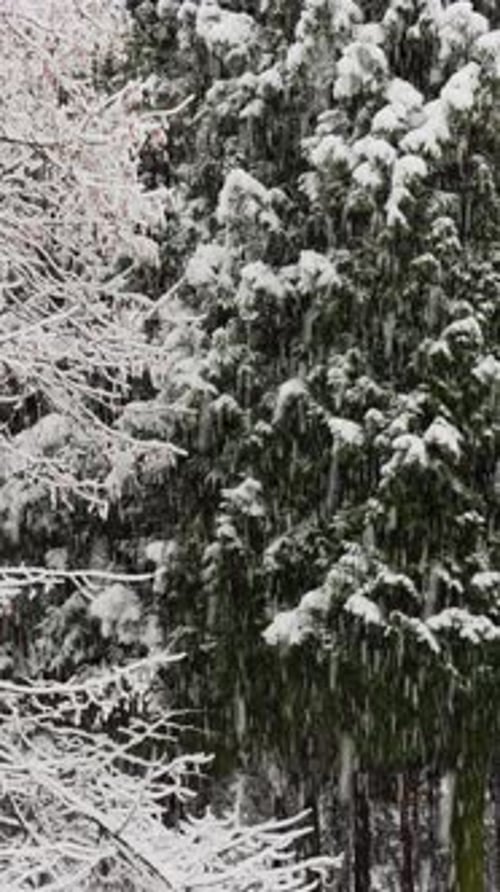 It is Snowing Heavily in the Park Large Flakes of Snow are Slowly Falling on Tree Branches No People