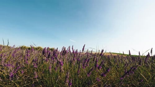Scenic Field of Lavender Flowers on Sunny Day