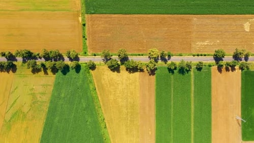 Green fields aerial view before harvest at summer. Road aerial