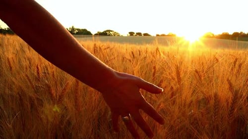 Hand Gently Touching Ears of Wheat Grain Stalks in Agricultural Farm Field at Golden Sunset, Sun Lig