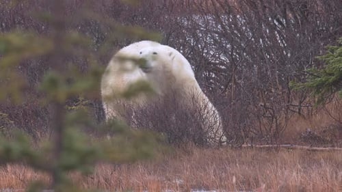 Slow motion of a polar bear waiting for the winter freeze up amongst the sub-arctic brush and trees
