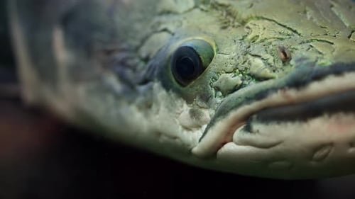 Snakehead Murrel Fish Up Close