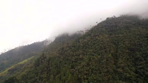 Montagne recouverte de brouillard avec de nombreux palmiers à cire indigènes colombiens dans la vallée de Cocora. Aérien