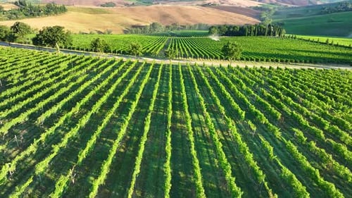 Aerial Drone View Over Vineyards Towards Agricultural Fields During Sunrise
