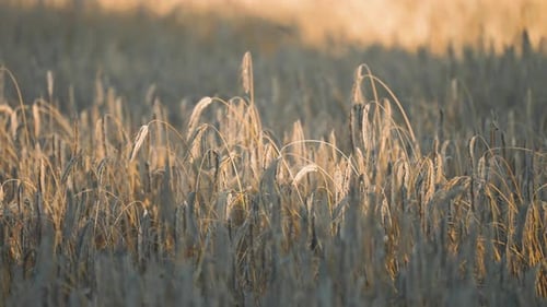Des
épis de blé bien mûrs et dorés éclairés par le soleil du soir. Vidéo en gros plan en parallaxe. Arrière-plan bokeh.
