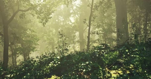 Misty Forest Landscape with Sunlight Filtering Through Trees in Morning